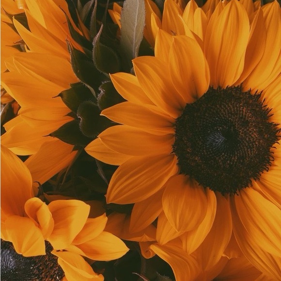 wonderingmindxo